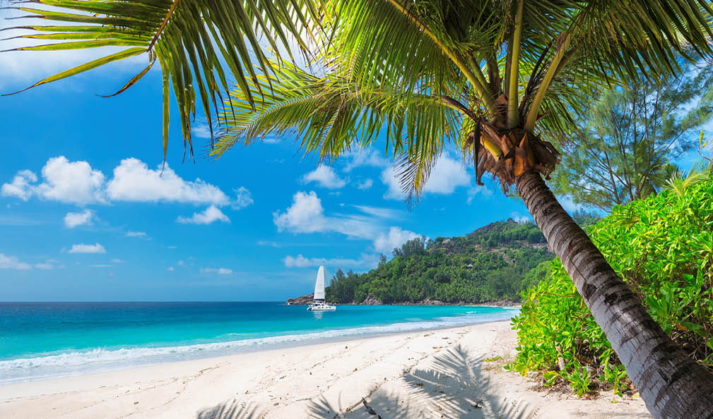 Beautiful sandy beach with palm and a sailing boat in the turquoise sea on Jamaica Paradise island.