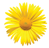 Flowers head collection of beautiful daisy, calendula, gerbera, chrysanthemum, dahlia, chamomile isolated on white background  Card  Easter  Spring time set  Flat lay, top view