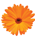 Flowers head collection of beautiful daisy, calendula, gerbera, chrysanthemum, dahlia, chamomile isolated on white background  Card  Easter  Spring time set  Flat lay, top view