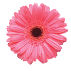 Flowers head collection of beautiful daisy, calendula, gerbera, chrysanthemum, dahlia, chamomile isolated on white background  Card  Easter  Spring time set  Flat lay, top view