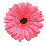 Flowers head collection of beautiful daisy, calendula, gerbera, chrysanthemum, dahlia, chamomile isolated on white background  Card  Easter  Spring time set  Flat lay, top view