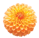 Flowers head collection of beautiful daisy, calendula, gerbera, chrysanthemum, dahlia, chamomile isolated on white background  Card  Easter  Spring time set  Flat lay, top view