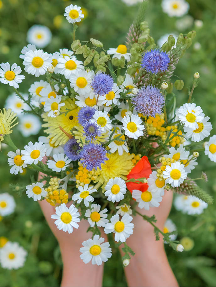 Close up of wild flower bouquet in the hands of a young caucasian white woman  Summer or Spring day  Beautiful floral background  Copy space  Top view of mixed wildflowers bouquet  