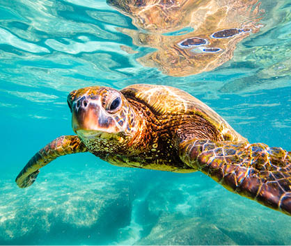 Hawaiian Green Sea Turtle cruising in the warm waters of the Pacific Ocean in Hawaii