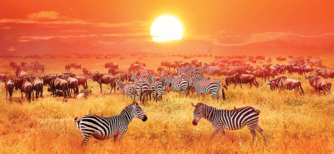 Zebras and antelopes at sunset in african savannah. Serengeti national park. Tanzania. Wild nature of Africa.