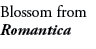 Blossom from Romantica