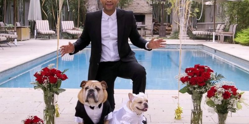 john legend and dogs