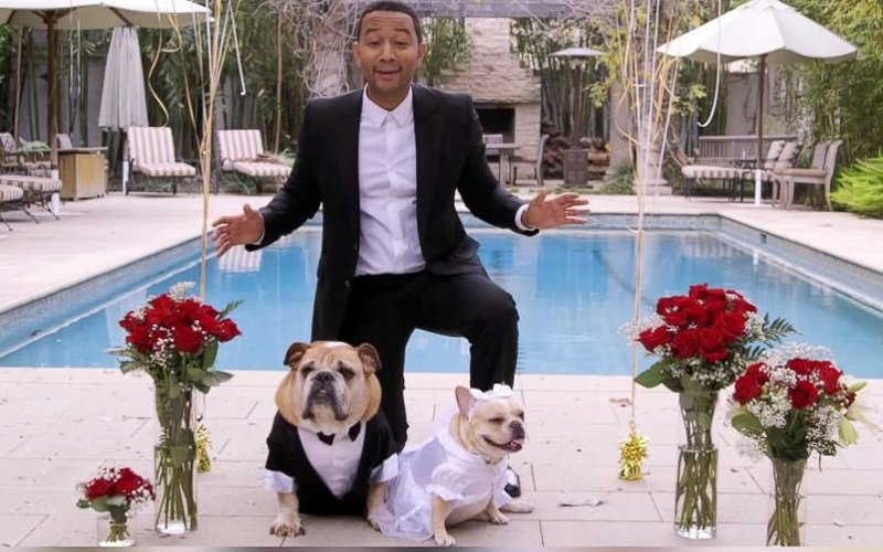 john legend and dogs